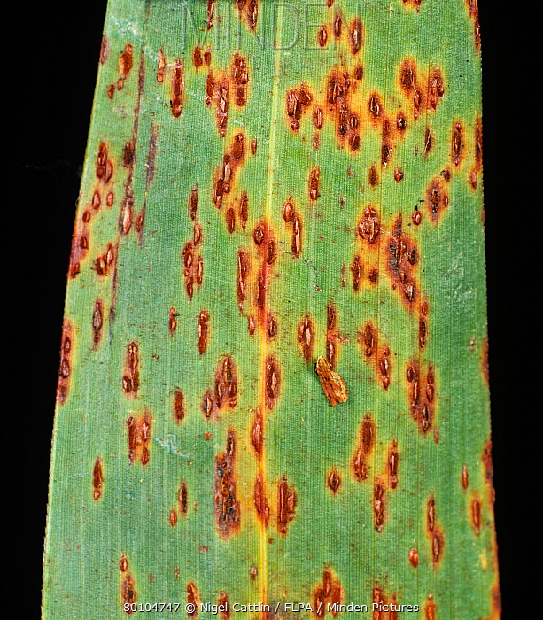 Foto penyakit Karat Daun (Common Rust) pada daun jagung